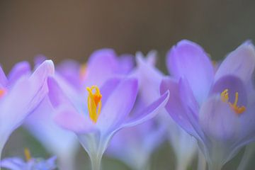 Crocus dreamy sur Milou Hinssen