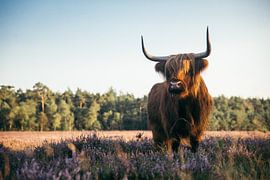 Schotse hooglander op de wezepsche heide van Stefan Lucassen
