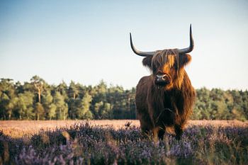 Schotse hooglander op de wezepsche heide