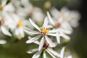 weiße und gelbe Sommerpracht