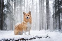 IJslandse hond in de sneeuw