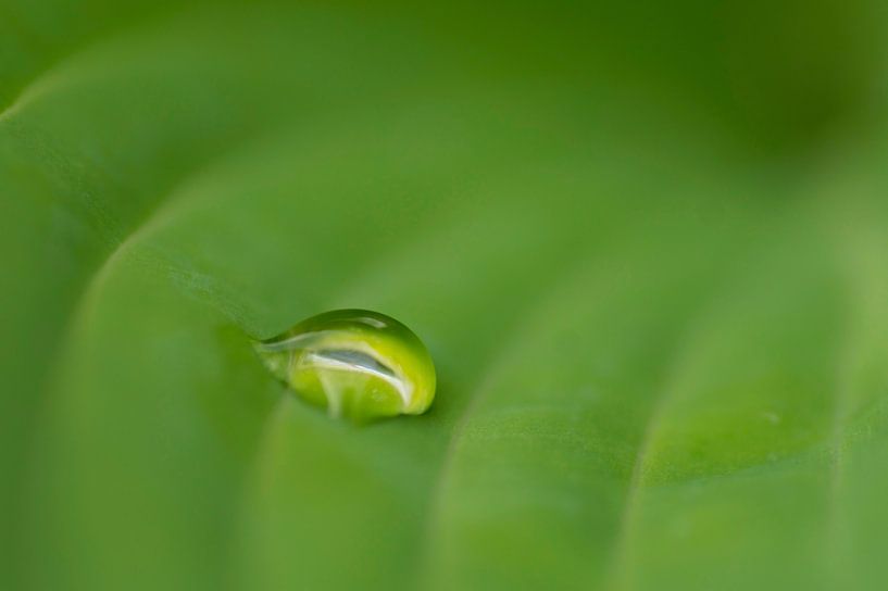Druppel op een blad van de Hosta van Birgitte Bergman