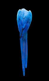 Blue Parrot by Sérgio Domingues Photography