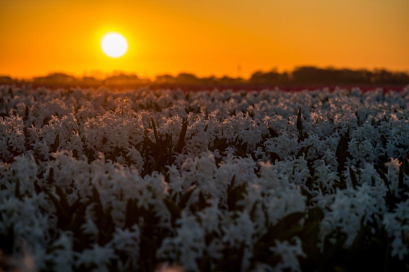 Witte hyacinten in oranje gloes by peterheinspictures