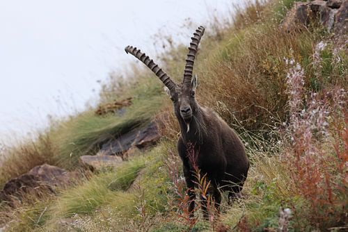 Steenbok (Capra ibex ibex) Alpen Aostadal, Italië
