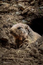 Der Wächter der Berge von Mathias Mortelmans
