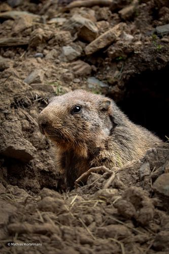 Der Wächter der Berge