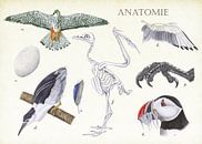 Anatomie eines Vogels von Jasper de Ruiter Miniaturansicht