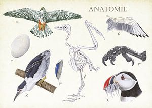 Anatomie d'un oiseau sur Jasper de Ruiter