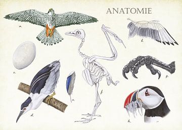 Anatomie d'un oiseau sur Jasper de Ruiter