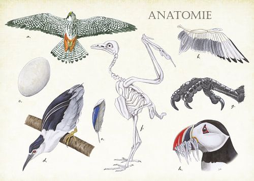 Anatomie eines Vogels