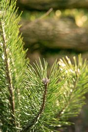 Kiefernnadeln glitzern in der Sonne von Marc van den Elzen