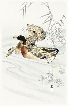 Three ducks in shallow water with reeds (1900 - 1930) by Ohara Koson van Studio POPPY