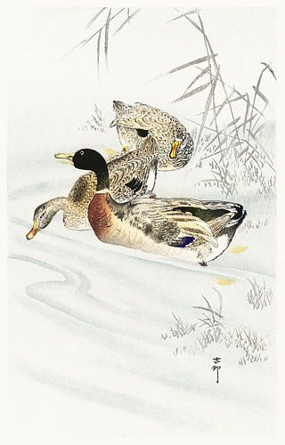 Three ducks in shallow water with reeds (1900 - 1930) by Ohara Koson
