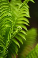 Fern