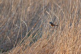 Baardman vogel in het riet.