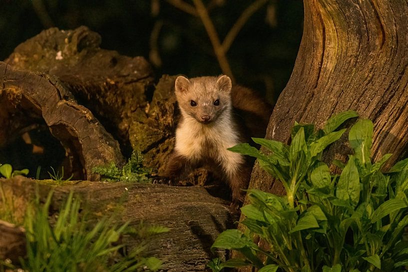Marten par Merijn Loch