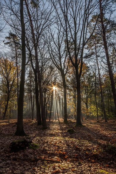forests by Bart Liesenborgs