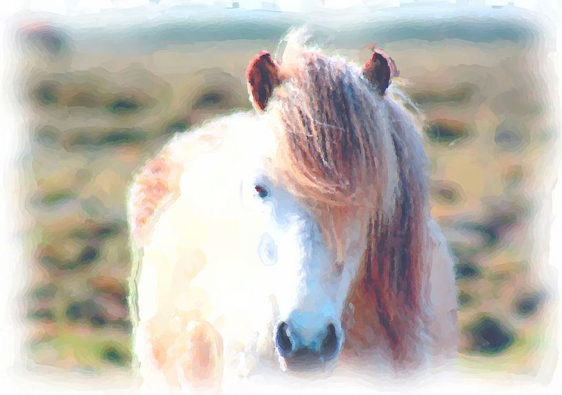 Ijsland pony van Maurice Dawson