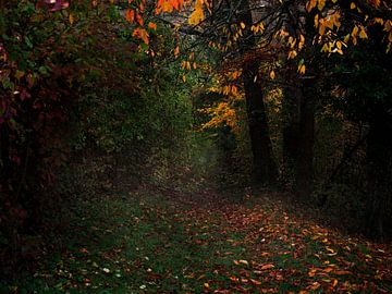 In het herfstbos van Augen | Blicke Foto-Art