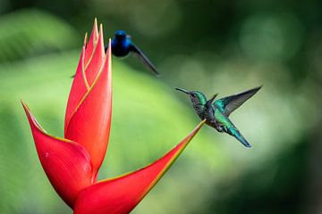Colibri's in Costa Rica van Bart Claes Photography