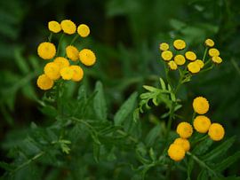 Gemeiner Bärenklau, kleine gelbe Blüten von Judith van Wijk