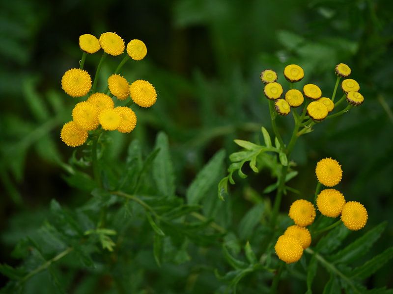 Boerenwormkruid, kleine gele bloemetjes van Judith van Wijk
