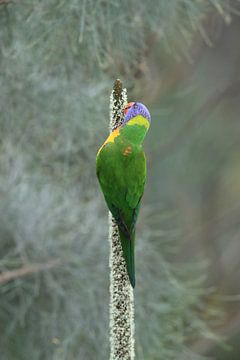 Rainbow Lorikeet, Queensland, Australia by Frank Fichtmüller