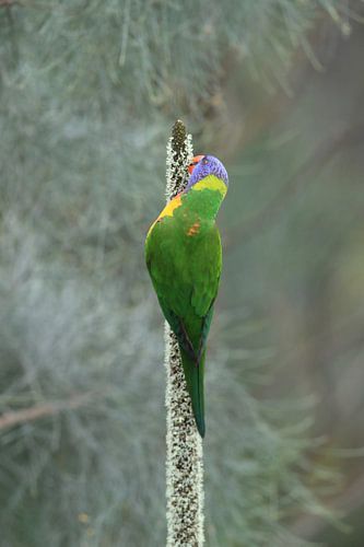 Regenboogparkiet, Queensland, Australië