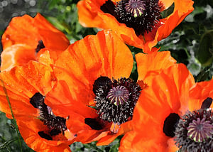 Mohnblumen 7