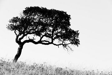 Corsican Tree by Cor Ritmeester