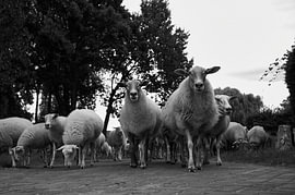 Wool March in Lijn by Ruud Verhoosel