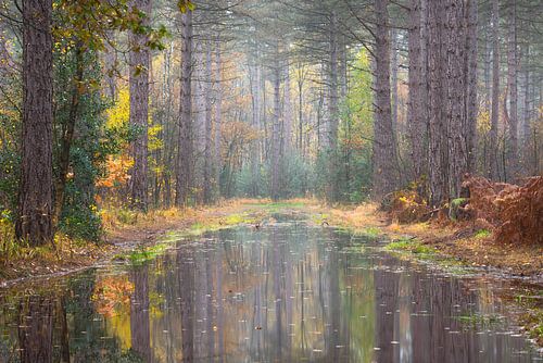 Verborgen schatten in het bos