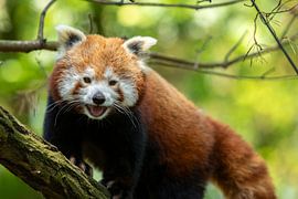 Curious Little Panda
