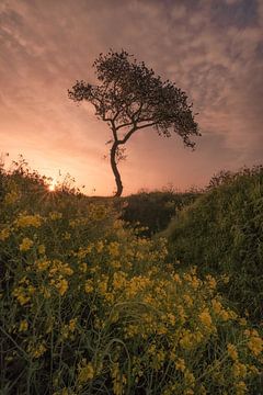 Prachtige zonsopkomst bij oude boom tussen koolzaad