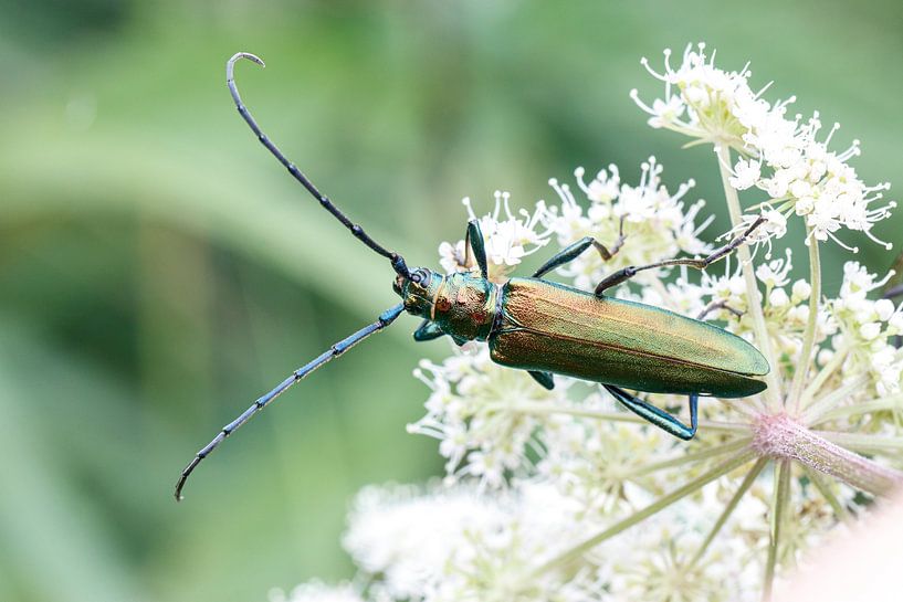Musk beetle by Antoine Deleij