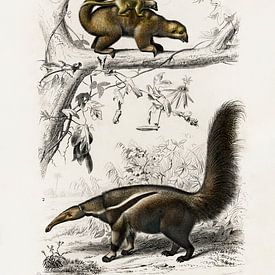 Tamanoir pygmée (Cyclopes didactylus) et Tamanoir géant (Myrmecophaga tridactyla) sur Heinz Bucher