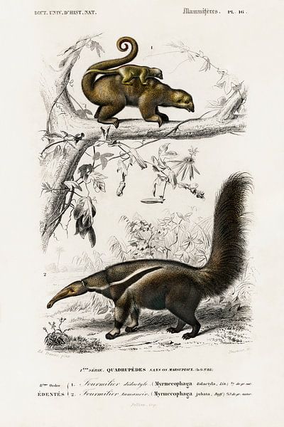 Tamanoir pygmée (Cyclopes didactylus) et Tamanoir géant (Myrmecophaga tridactyla) par Heinz Bucher