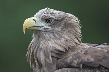 Europese Zeearend (Haliaeetus albicilla) van Ronald Pol