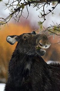 funny... Moose *Alces alces* van wunderbare Erde