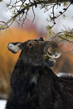 funny... Moose *Alces alces* sur wunderbare Erde