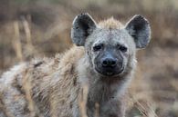 Hyena van Ronne Vinkx thumbnail
