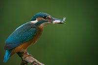 Kingfisher with fish