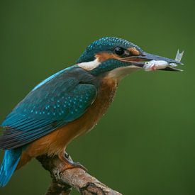 Martin-pêcheur avec du poisson sur Kurt Hohenbichler