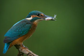 Eisvogel mit Fisch