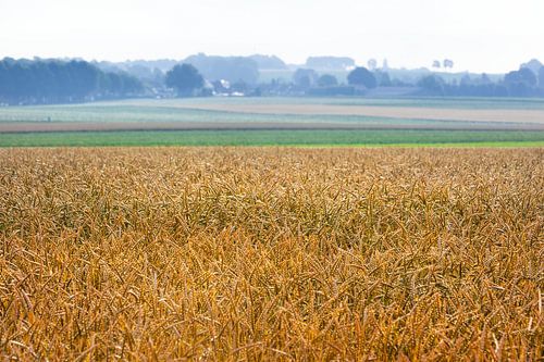 Graanveld in Limburg