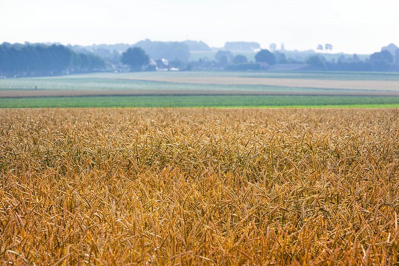 Grainfield in Limburg by Peter de Kievith Fotografie