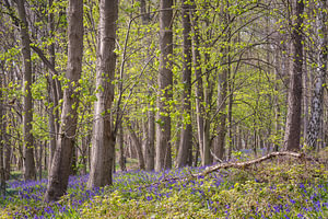 Blauer Frühlingswald