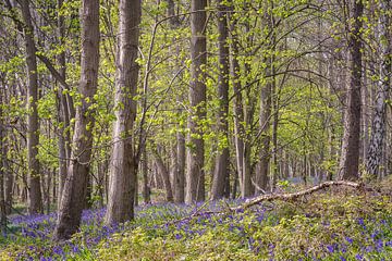 Forêt printanière bleue