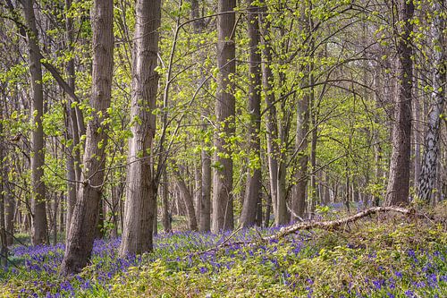 Blauw lentebos